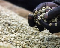 Café Ouganda