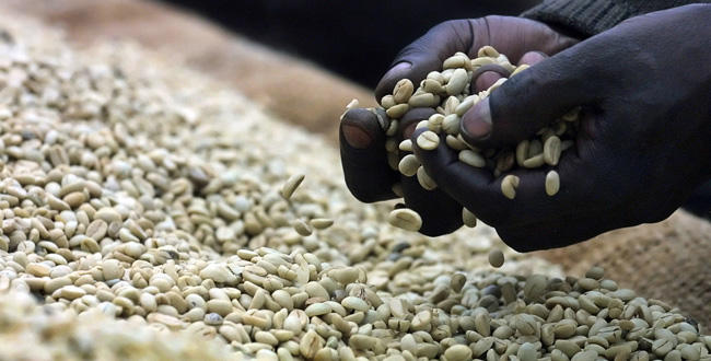 Le Togo prend les commandes de l’Organisation internationale du café en 2023