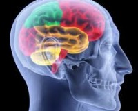 Cerveau