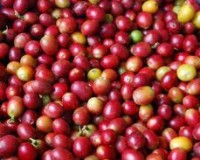 Café production