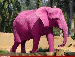 L’éléphant ivoirien se convertit à la finance islamique