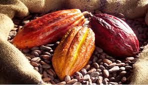 Nationalisation de la filière cacao en Côte d’Ivoire : bénédiction ou malédiction ?