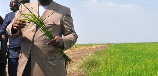Senegal: le prix du riz de la vallée fixé