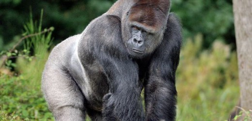 Tourisme: La  République du Congo parmi les 10 destinations à visiter en 2015