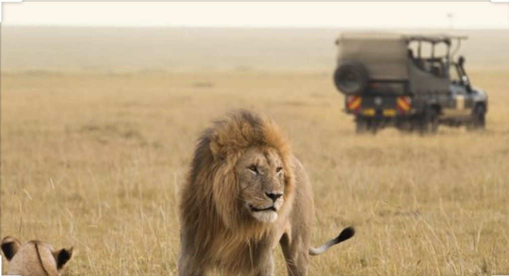 Flashback: le Safari de la SFI en Afrique (article et réaction)