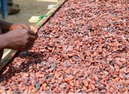 Ghana : les achats de cacao reculent de 23,9%