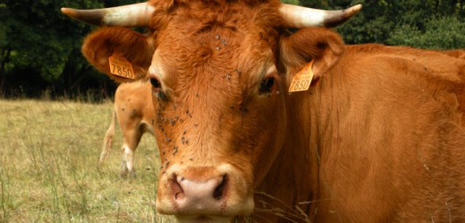 Afrique du Sud: Evolution  rachète Taurus