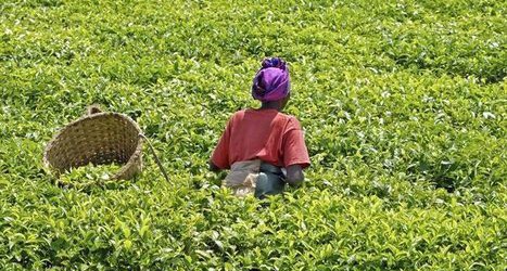 OCP, un leader mondial engagé sur l&rsquo;Afrique