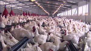 Aviculture: Seaboard Corporation dans le capital de Zalagh Holding (Maroc)