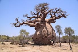La BAD lance «Le Forum Baobab»