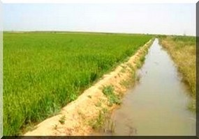 La Mauritanie ferme ses frontières au riz importé