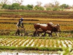 Niger : Le FIDA appuie le secteur agricole