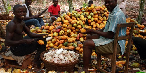 Ghana : le Cocobod obtient 1,8 milliard de dollars pour la prochaine campagne de cacaoyère