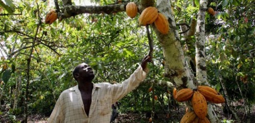 Cacao : KKO International va lever plus de 10 millions d’euros pour son exploitation en Côte d’Ivoire