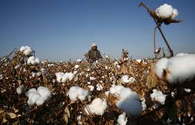 Mali : vers une baisse éventuelle de la production cotonnière