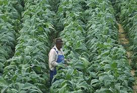 Zimbabwe : Les exportations de tabac rapportent 500 millions de dollars de devises