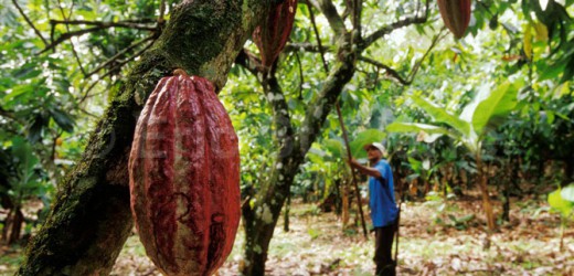 Côte d’Ivoire : KKO International lève 6,5 millions d’euros pour ses 3 000 ha de cacao