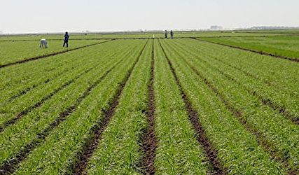 Sénégal : Dakar, capitale de l’agriculture durant 3 jours