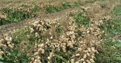Sénégal : hausse de 36% sur la production arachidière pendant les 7 premiers mois de 2015