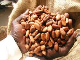 Ghana : Le prix de la tonne du cacao fixé à 1609 euros