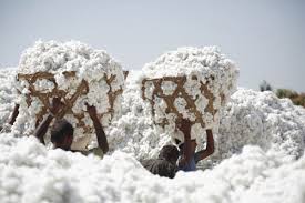 Benin : ouverture de la campagne cotonnière