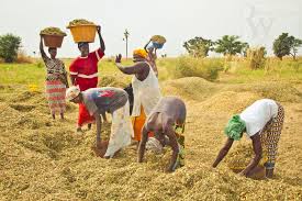 Sénégal : Hausse de 57% de la production agricole