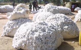 Guinée : démarrage de la campagne de commercialisation du coton