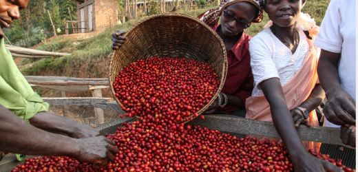 Kenya: les autorités attendent une hausse de 22% de la récolte de café