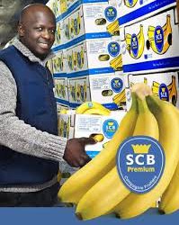 La Compagnie fruitière va produire de la banane « bio » en Côte d’Ivoire