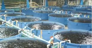 Cameroun : La FAO débloque plus de 400 000 dollars pour soutenir l’aquaculture 