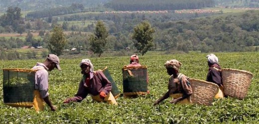 PROPARCO promeut les pratiques durables dans les plantations de thé kényanes