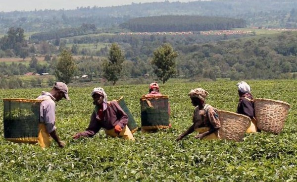 plantations-the-unilever