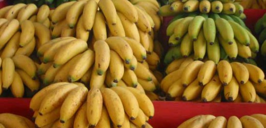 Sénégal : 6,5 milliards  de F CFA générés par le secteur de la banane en 2015