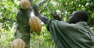Nigeria : le CAN annonce une chute de 60% de la récolte cacaoyère