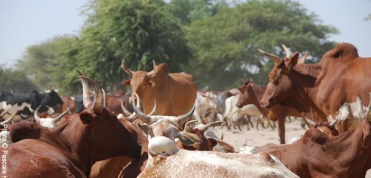 Mauritanie : l’élevage pèse 10% du PIB