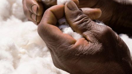 Togo : Baisse de la production cotonnière