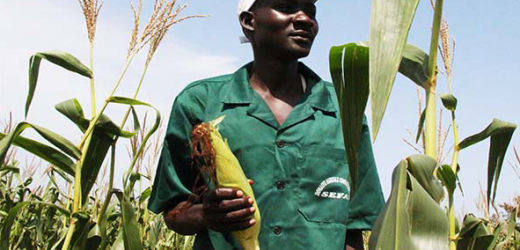 Forte dynamique agricole pour le Sénégal