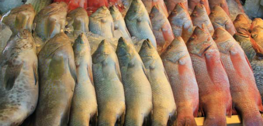 Sénégal : Le secteur de la pêche a exporté 193,5 milliards de F CFA en 2015