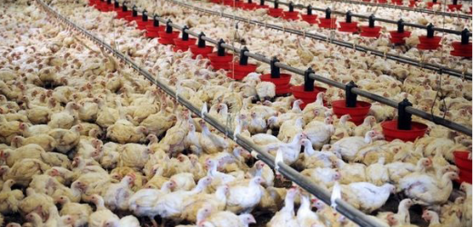 Cameroun : l’Ipavic annonce une production de 50 millions de poulet en 2016