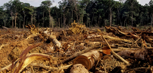 Le Togo veut « réduire la déforestation »
