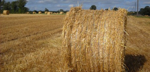 Assurance agricole au Maroc: Saham fait marche arrière