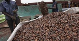 Côte d’Ivoire : le prix d’achat du kilo de cacao maintenu à 1 000 FCFA pour la campagne intermédiaire