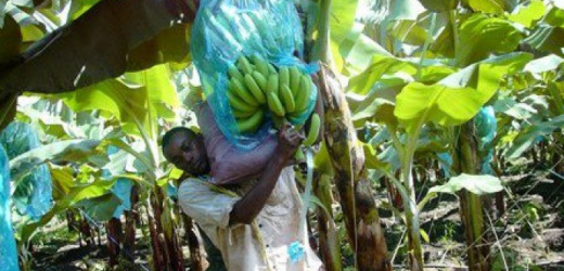 Cameroun: baisse des exportations de bananes