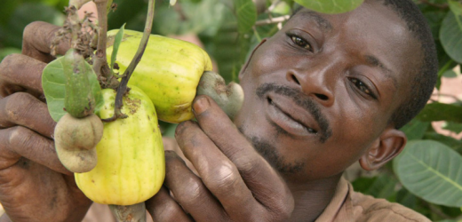 Sénégal : Une interprofession pour la restructuration de la filière anacarde