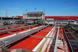 Nigéria : L’usine de transformation de tomates de Dangote enfin en marche