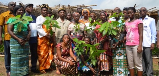 Productivité agricole : LOMCC offre 8000 plants sélectionnés aux cultivateurs de cacao