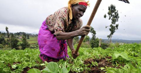 Cameroun : 14,9% du crédit bancaire investi dans l’agriculture