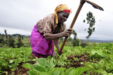 agriculture_foto