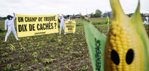 Monsanto Company : Le maïs OGM MON810 reste interdit en France