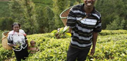Cameroun : La Chambre d’agriculture du Cameroun mobilise 300 millions de FCfa pour lancer sa structure de microfinance